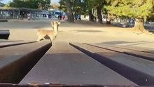 Short Funny Compilation (100)