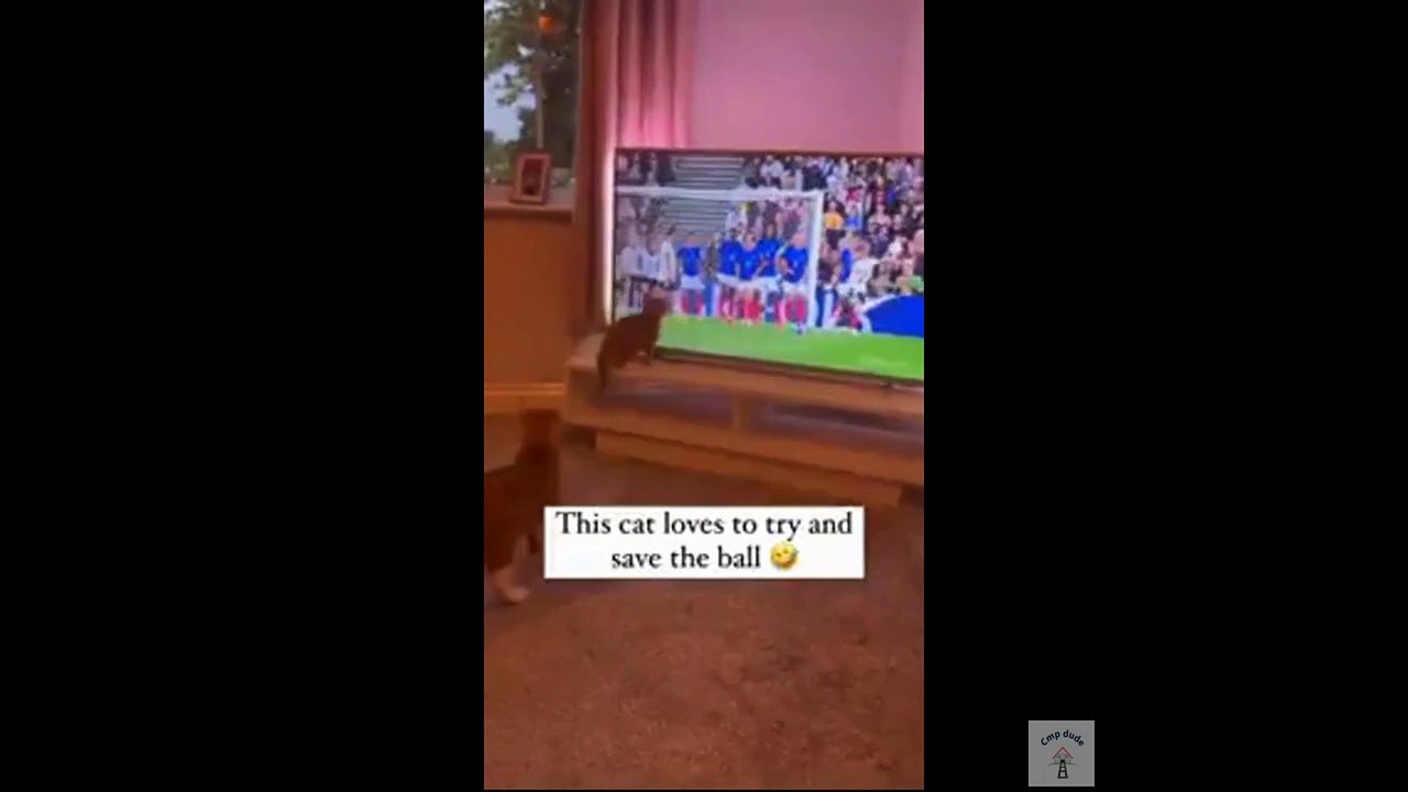 Memes and Animals Compilation 102