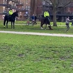 Un bouledogue américain attaque deux chevaux de la police à Londres