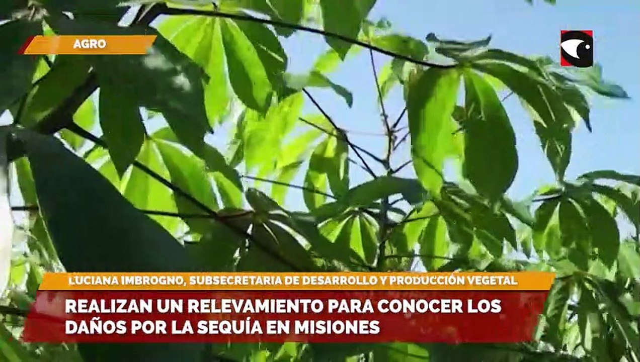 Misiones | Realizan un relevamiento para conocer los efectos de la sequía en la producción agropecuaria