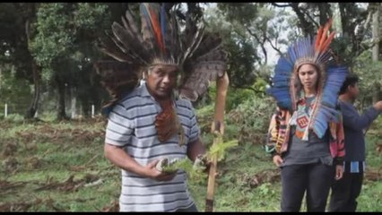 La lotta delle comunità indigene per salvare il pino brasiliano