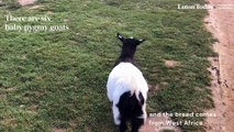 Meet Whipsnade Zoo's new baby goats