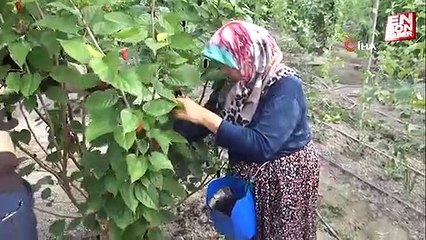 Silifke'de yetişen karadutlar Dubai'ye kilosu 50 liradan gönderiliyor