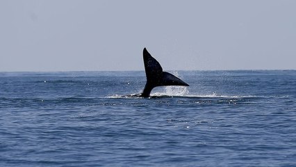 Avistadas seis ballenas en la costa catalana