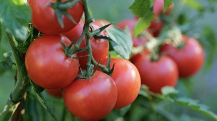 7 Essential Tips for Staking Tomatoes to Get a Better Harvest