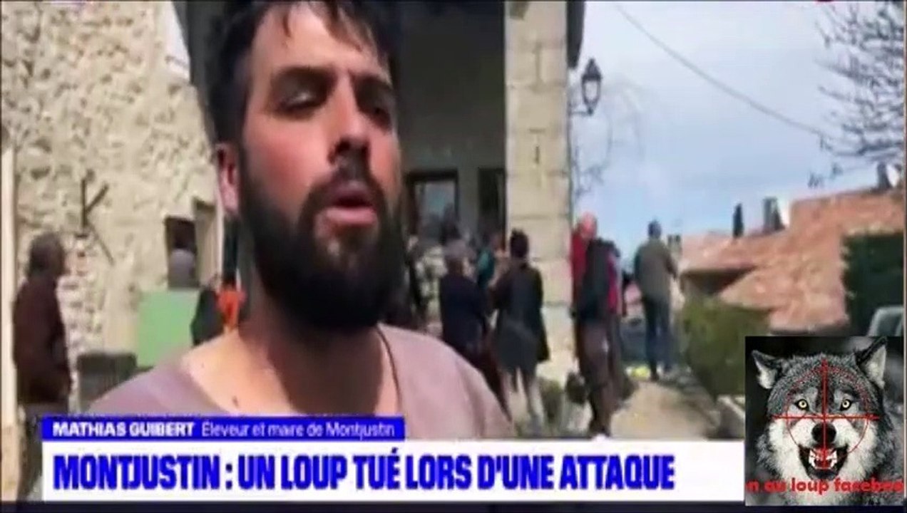 un loup tué lors d'une attaque de troupeau à Montjustin