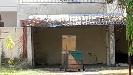 सावधान: शहर के सिविल लाइन तक पहुंच रहा पैंथर