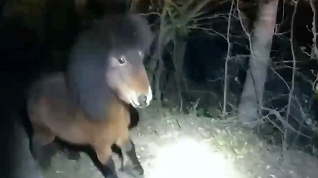 Runaway Pony Leads Police on Two-Hour Chase After They Failed to Bribe Him With Pizza Crusts and Peppermints