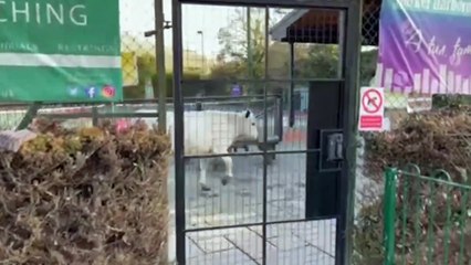 Runaway cow gets trapped on tennis court for more than ten hours