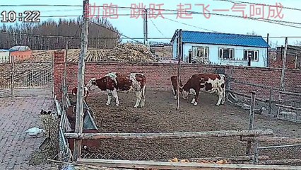 Un veau devient fou et s'échappe de la ferme