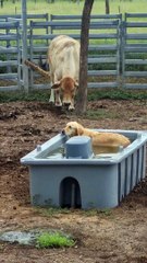 Cow Has A Cow Over Dog