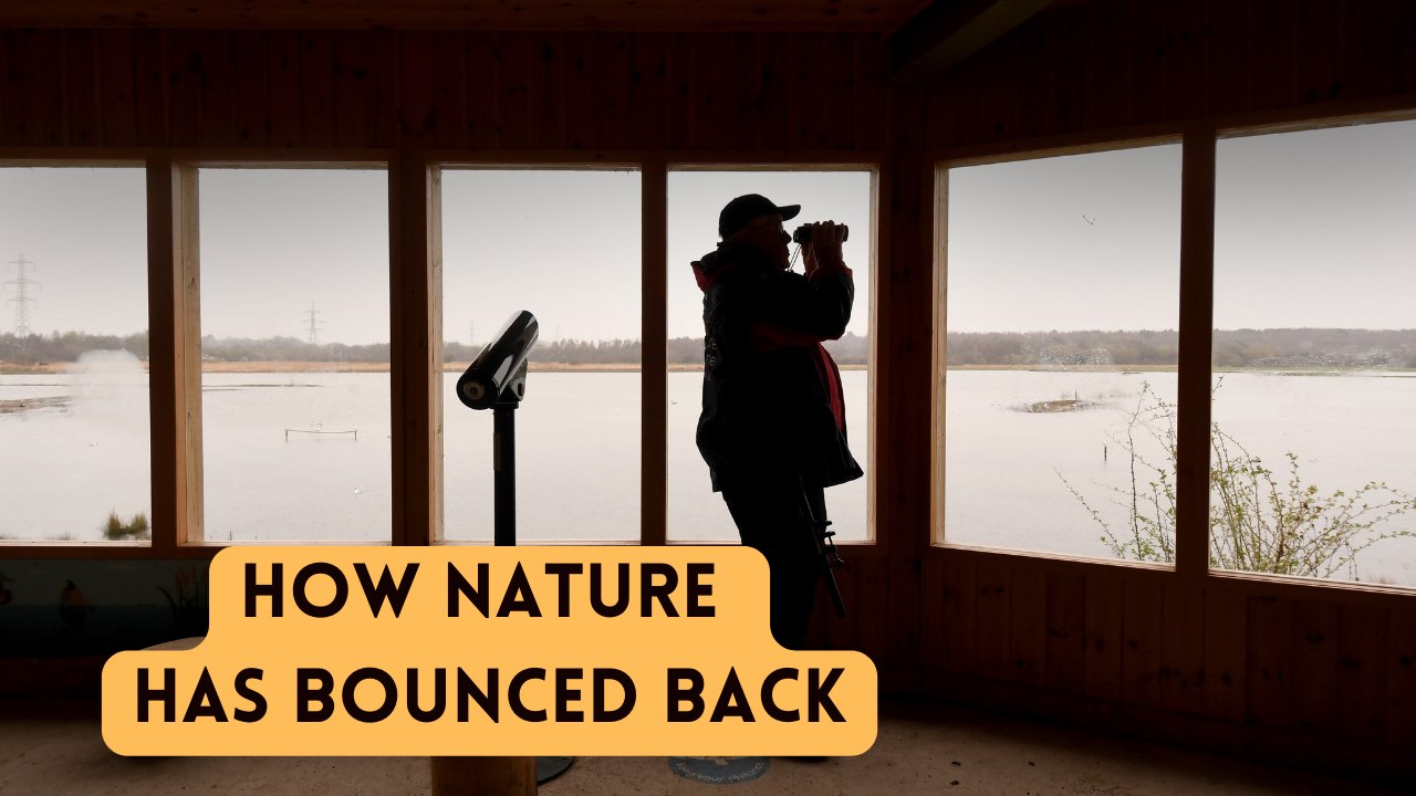 RSPB Old Moor: How nature has bounced back after the pit closures with bitterns, marsh harriers and bearded tits