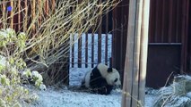 Au zoo de Copenhague, une nouvelle stratégie pour que les pandas s'accouplent