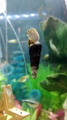 Snails Video