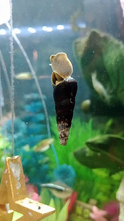 Snails Video