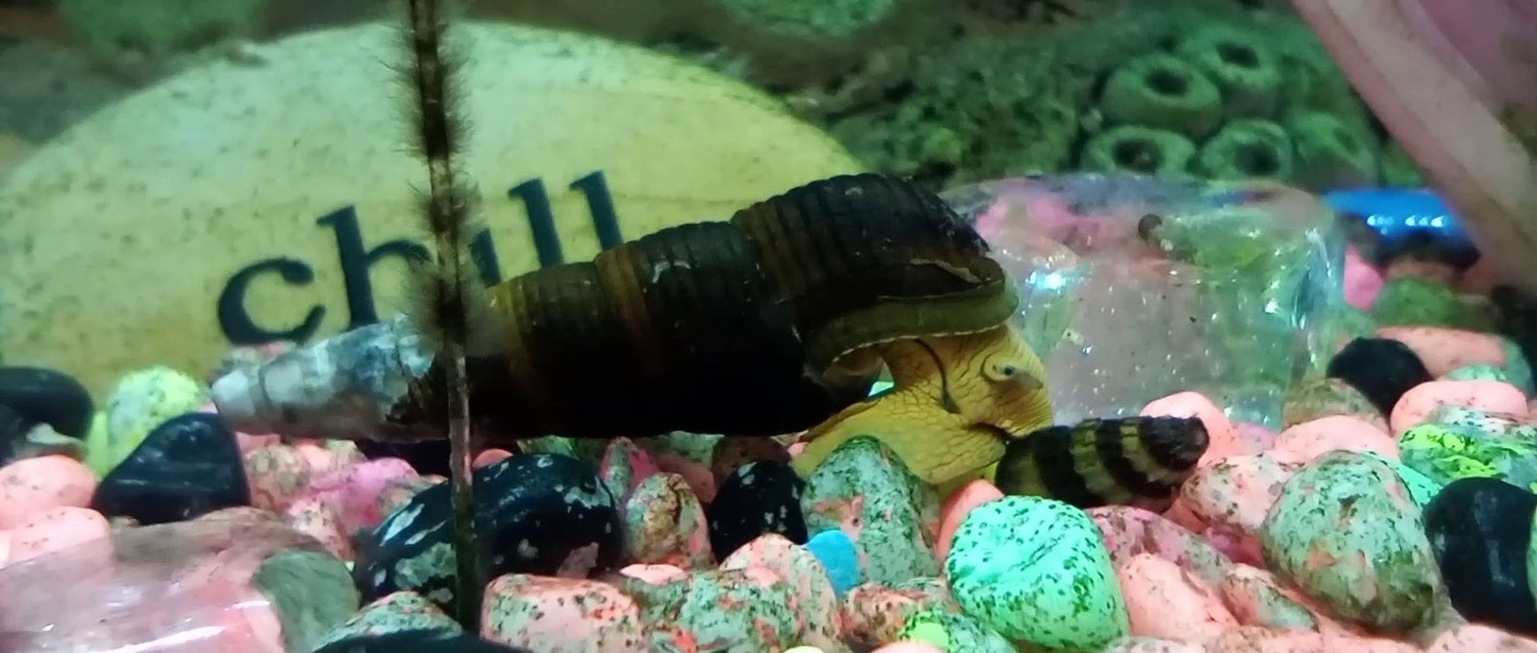 Snails Video 2