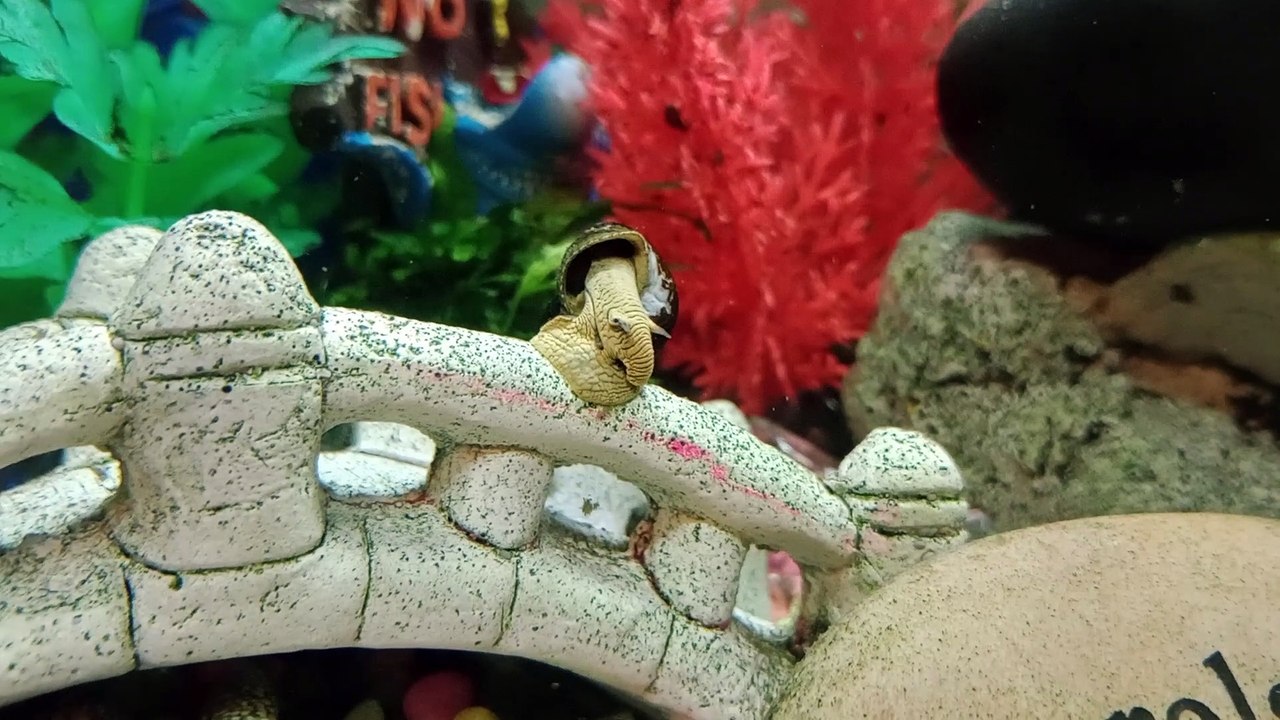 Snails Video 4