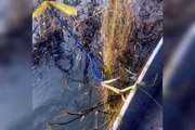 Polícia Ambiental de Umuarama encontra peixes presos em material de pesca predatória no Rio Paraná