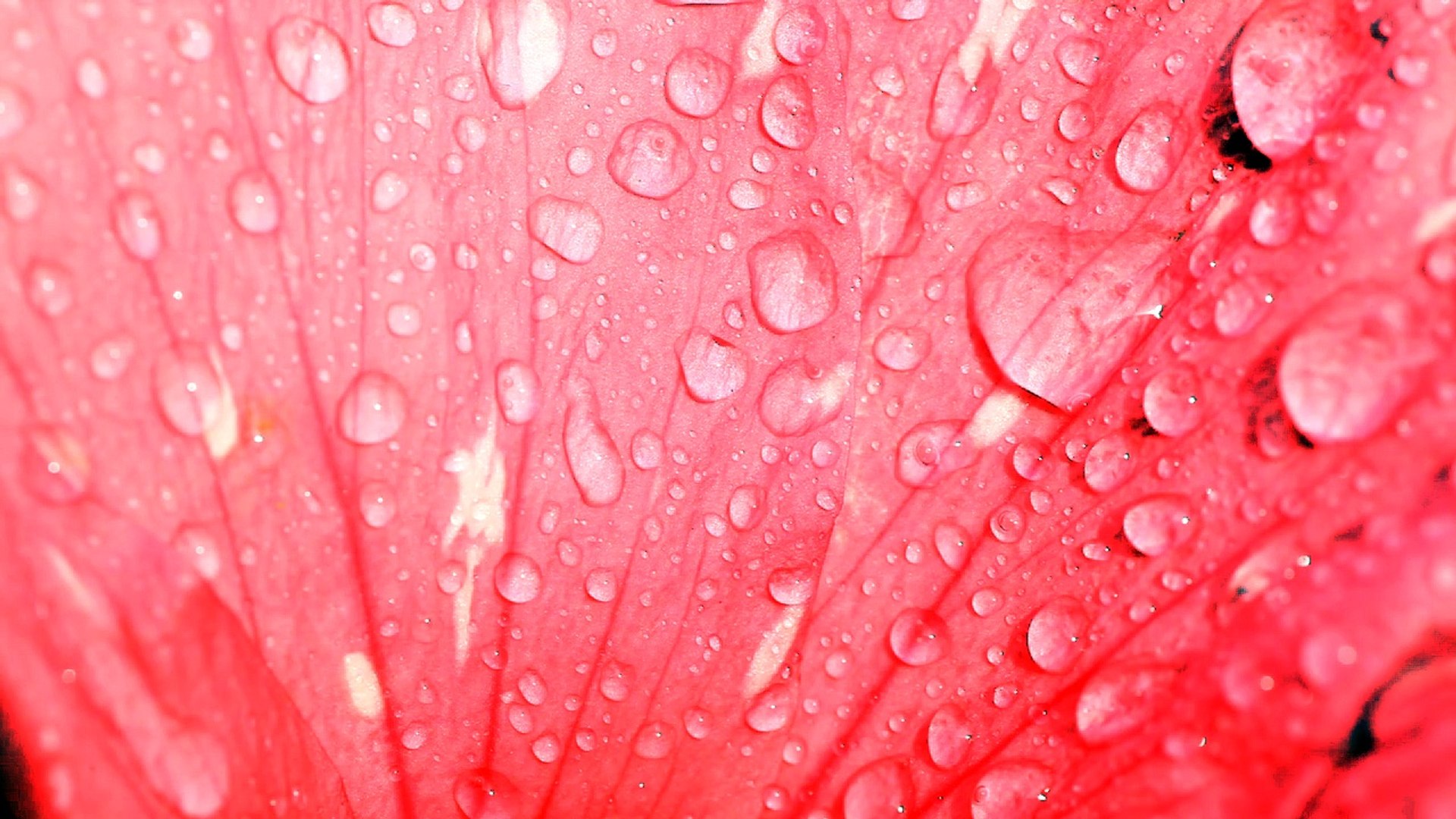 ⁣rose-4k HDR