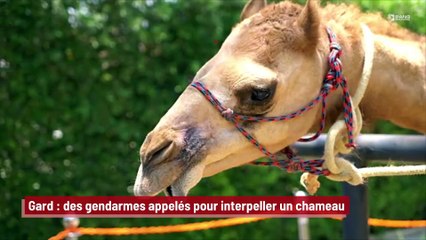 Gard : des gendarmes appelés pour interpeller un chameau !