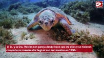 La tortuga de 90 años Mr. Pickles se convierte en padre primerizo