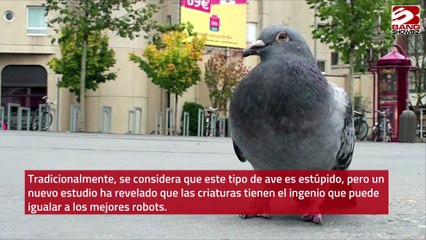 Las palomas son tan inteligentes como los robots de alta tecnología