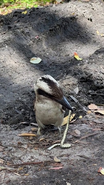 Kookaburra Eating a Venomous Baby Brown Snake