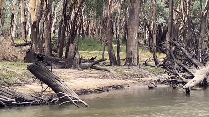 It’s Not Everyday You See Two Emus Crossing the River