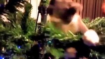 Cats Love Christmas Trees - Funny Animal Compilation