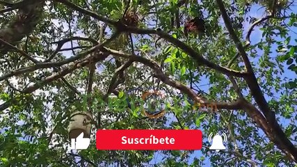 Causa pesar muerte de joven atacado por enjambre de abejas en SFM