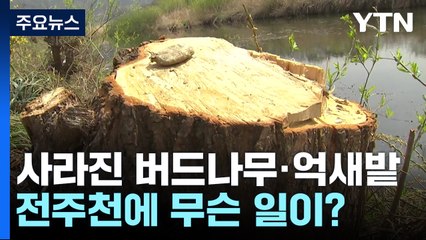 [중점] 갑자기 사라진 버드나무와 억새밭...전주천에 무슨 일이? / YTN