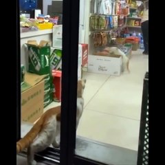 Funniest Cats  - Don't try to hold back Laughter  - Funny Cats Life