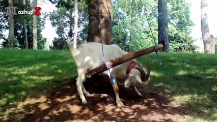 Funny Goats - A Funny Goat Videos Compilation -- NEW HD