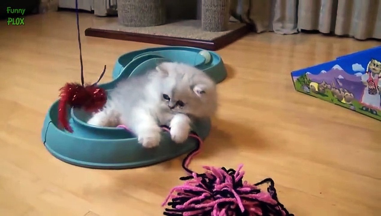 Cutest Teacup Puppies and Kittens Compilation 2015 [NEW HD] - Funny Animals Channel