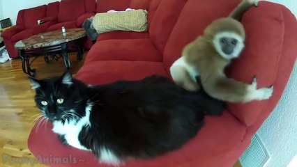 下载视频: Funny Monkeys - Funny Animal Videos Compilation of the Funniest Animals HD