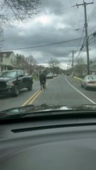 Cavalos vaguearam em cidade nos EUA. Perseguição durou 30 minutos