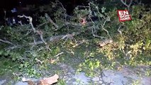 Hatay'da depremde ayakta kalan 100 yıllık çınar ağacı, fırtınaya dayanamadı