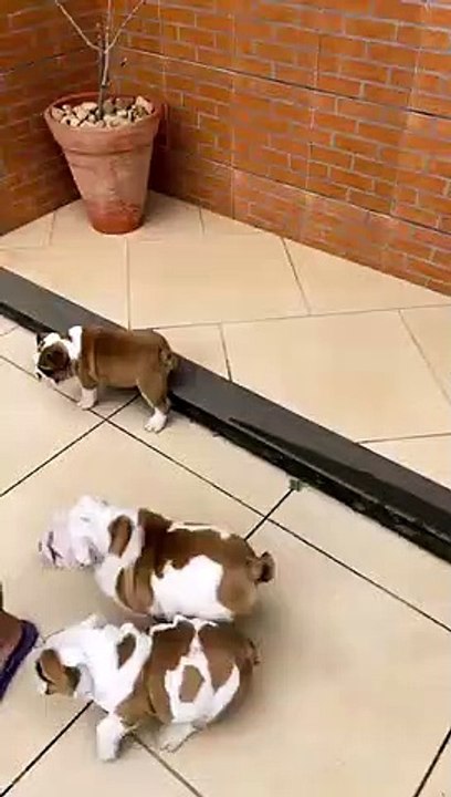 Bulldog Heaven❤️