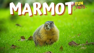 MARMOT -  Your New Furry Friend to Beat Anxiety and Stress!