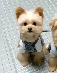 Adorable puppies are doing lovely dance... 