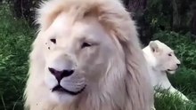 White lions