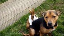 BEST OF FUNNY ANIMAL COMPILATION 2015 (With Laughing Guarantee))