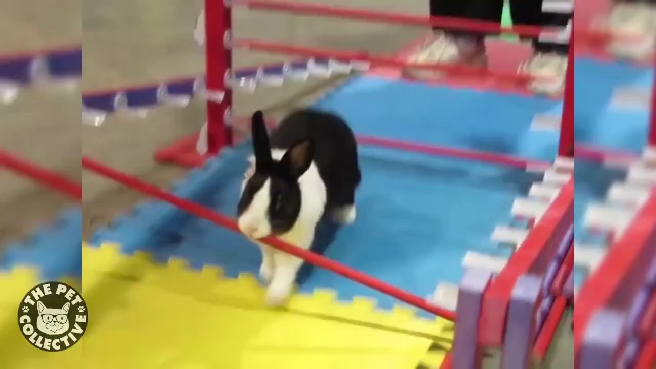 14 Funny Bunny Videos Awesome Bunnies Compilation 2023 Vidéo Dailymotion