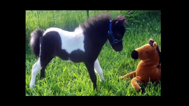 Horse The First Jumping Of Baby Horses - Love animal