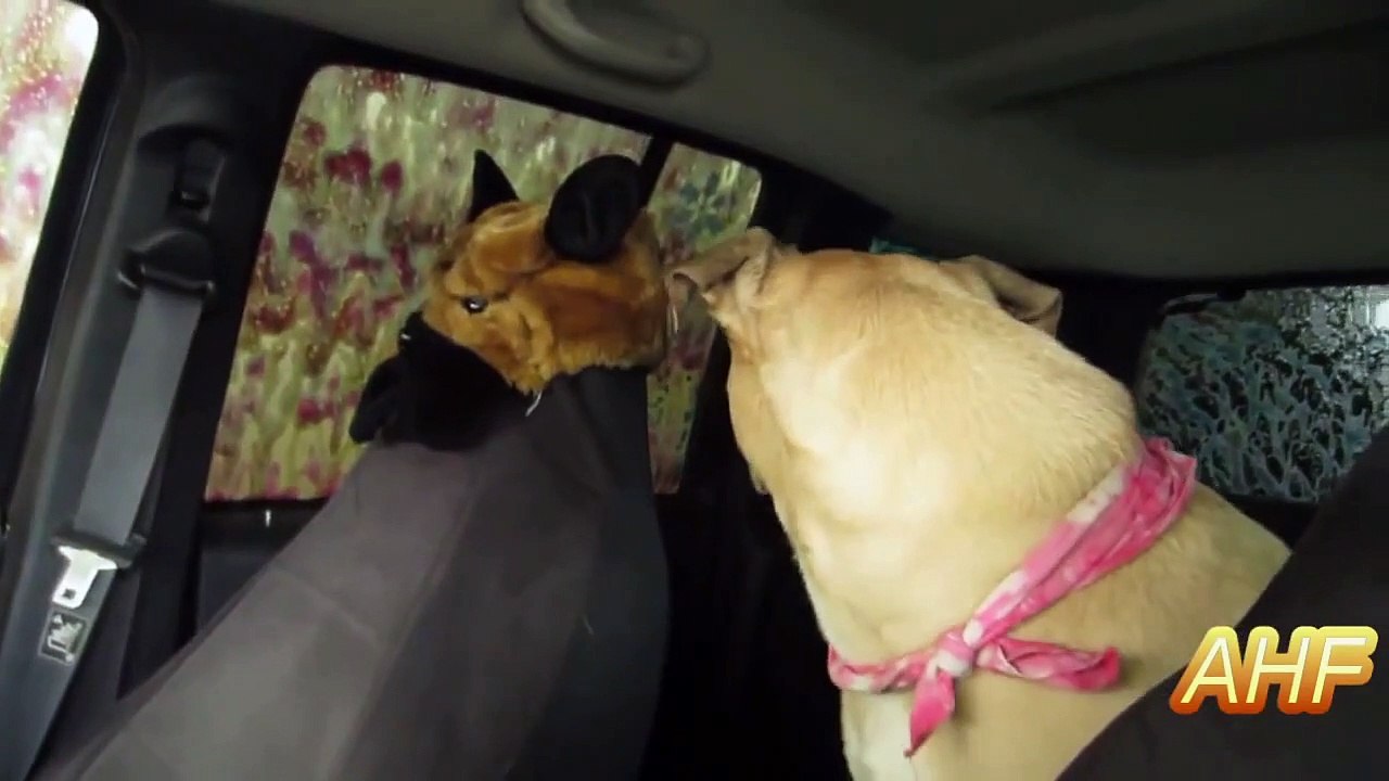 Funny Dogs Freaking Out In Car Wash Compilation   AHF [HD]