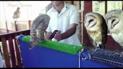 Funny Animals Videos   Cute Animal Compilation 2015 NEW! Самые смешные животные!