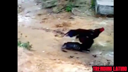Funny Weird Cute Animal Fail Compilation [July] Week #  HD 720p