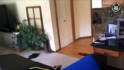 Silly Pugs   Funny Puppy Compilation (6)