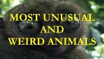 ★★ Most unusual and weird animals - Animal compilation ★★.mp4.mp4