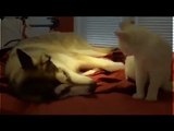 Funny and Cute Videos - Funny Cute Animal Videos - Cute Cats And Dogs Compilation 2015 (2)